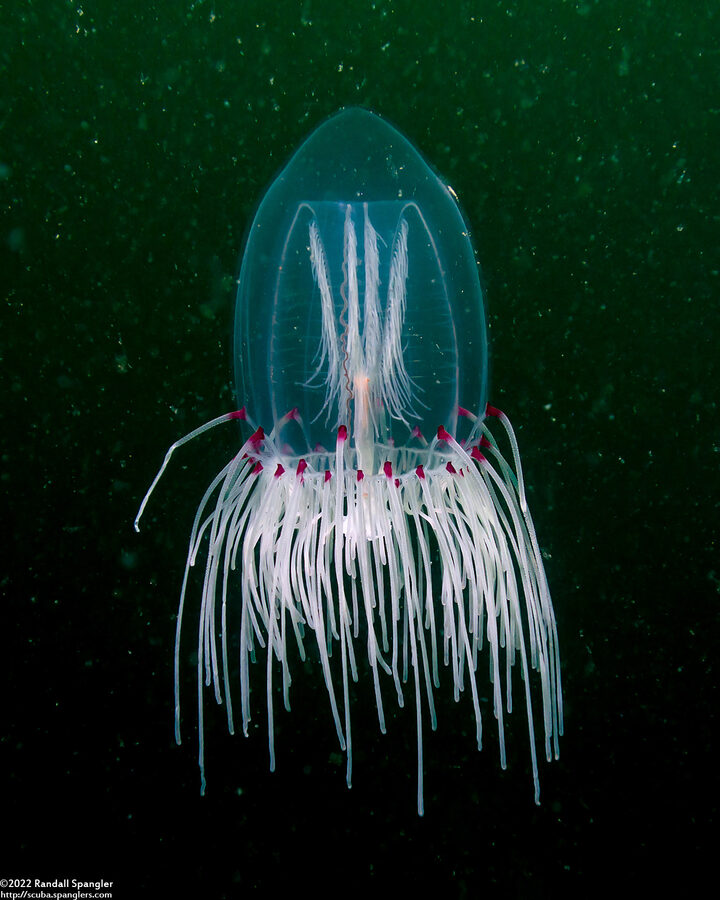 Scrippsia pacifica (Giant Bell Jelly)