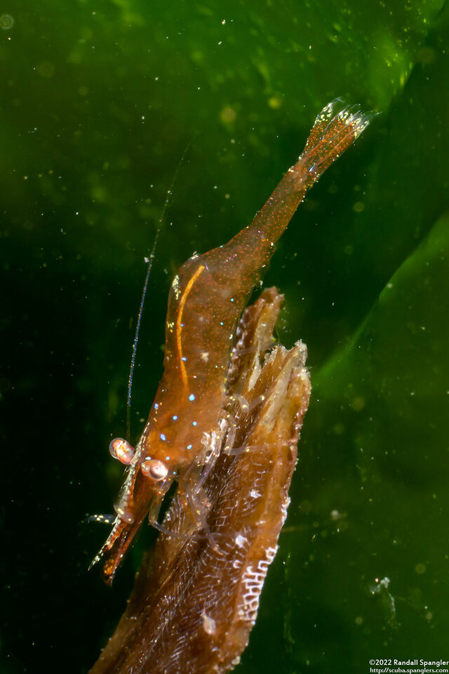 Heptacarpus stylus (Stiletto Shrimp)