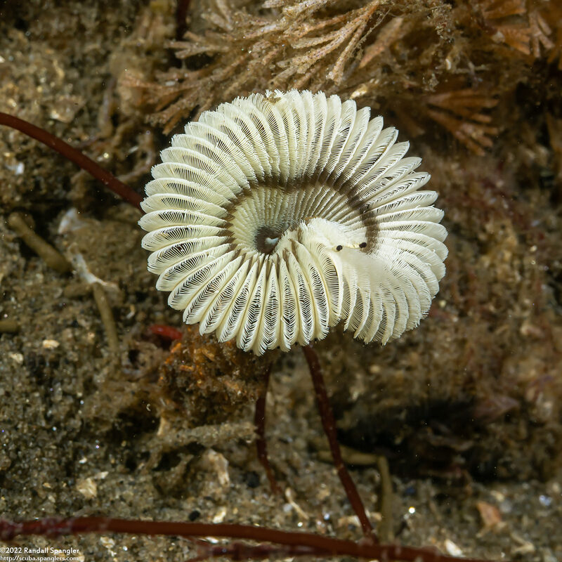 Acromegalomma sp.1 (Sabellid Worm)