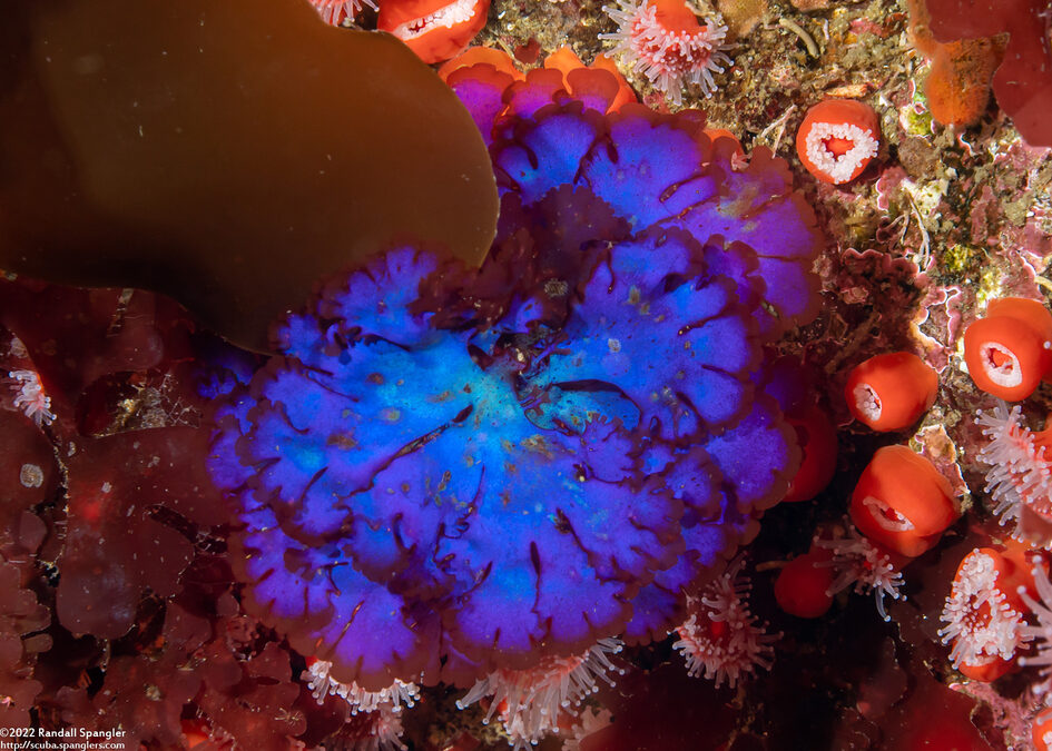 Gloiocladia laciniata (Gloiocladia Laciniata)