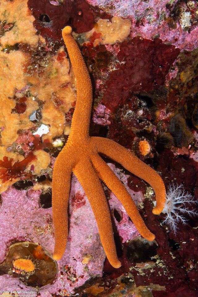 Henricia leviuscula (Blood Star)