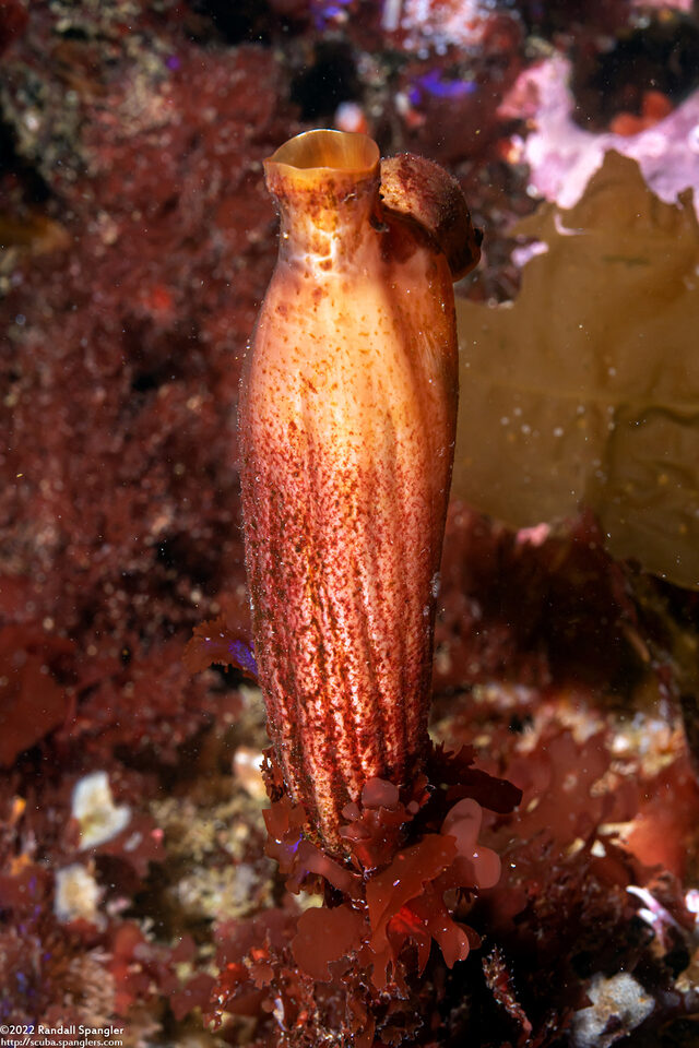 Styela montereyensis (Stalked Tunicate)