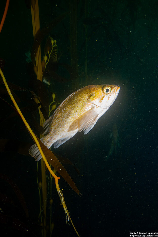 Sebastes atrovirens (Kelp Rockfish)