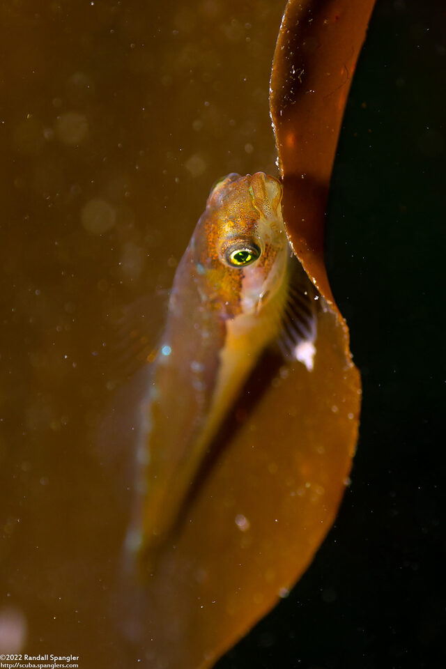 Synchirus gilli (Manacled Sculpin)