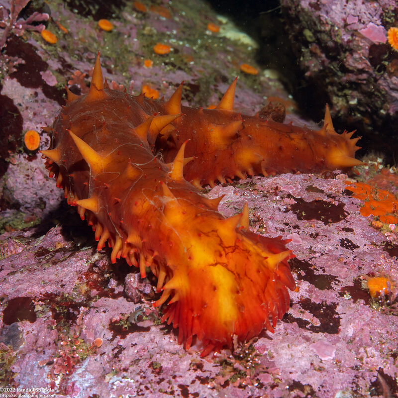 Parastichopus californicus (California Sea Cucumber)