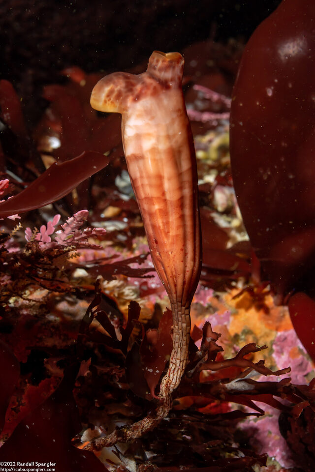 Styela montereyensis (Stalked Tunicate)