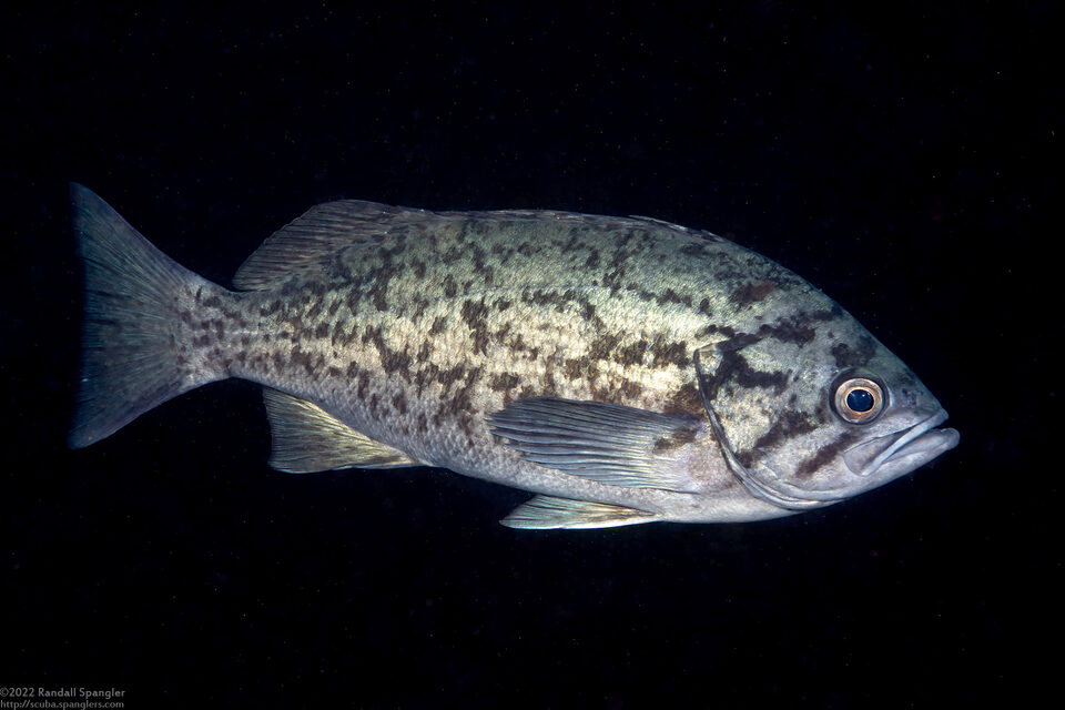 Sebastes mystinus (Blue Rockfish)