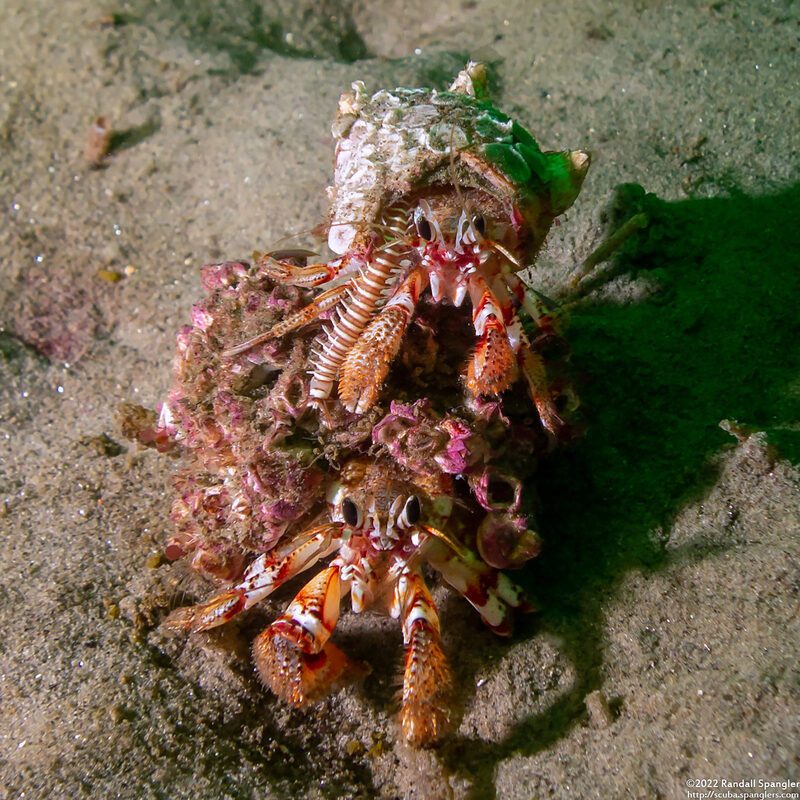 Cheilonereis cyclurus (Cheilonereis cyclurus)