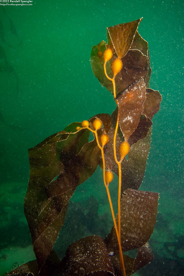 Macrocystis pyrifera (Giant Kelp)