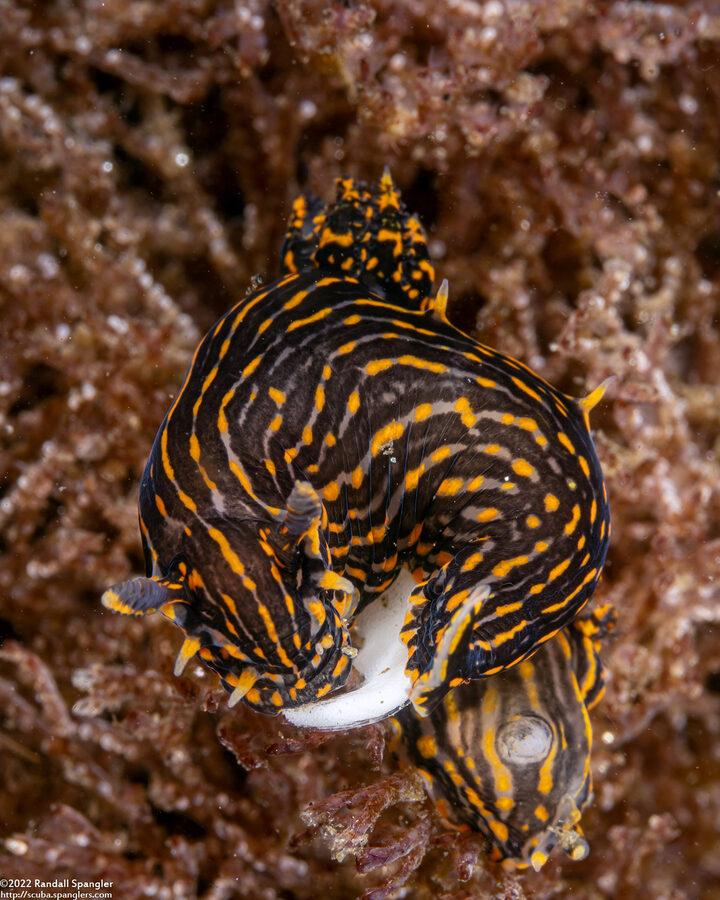 Polycera atra (Black Dorid)