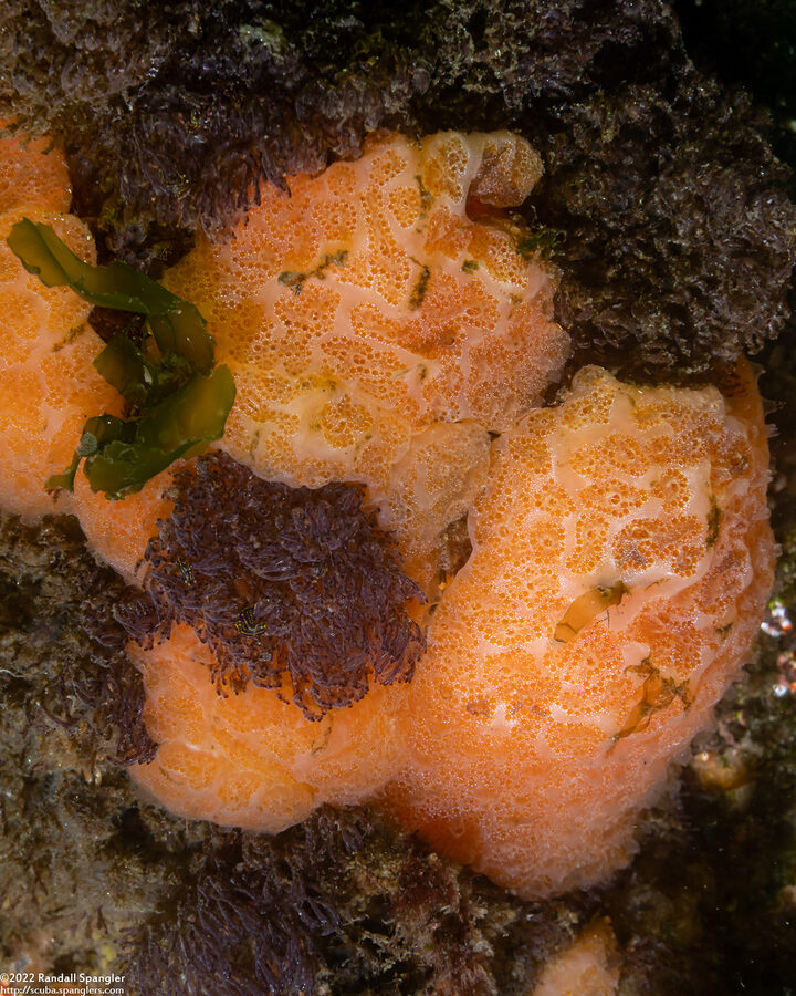 Aplidium californicum (Sea Pork)