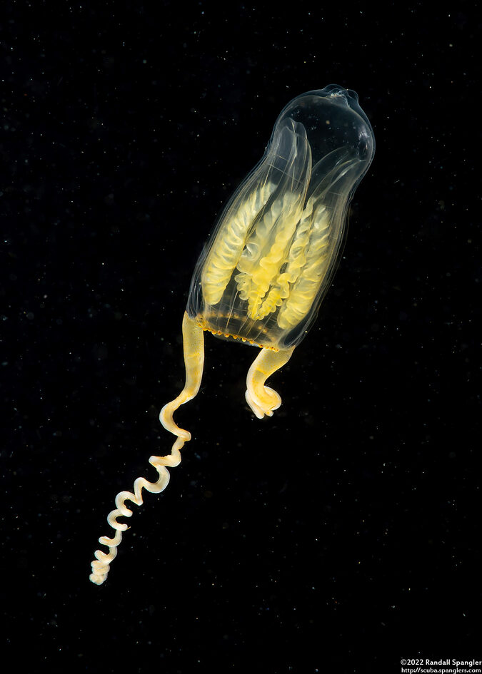 Amphinema turrida (Amphinema turrida)