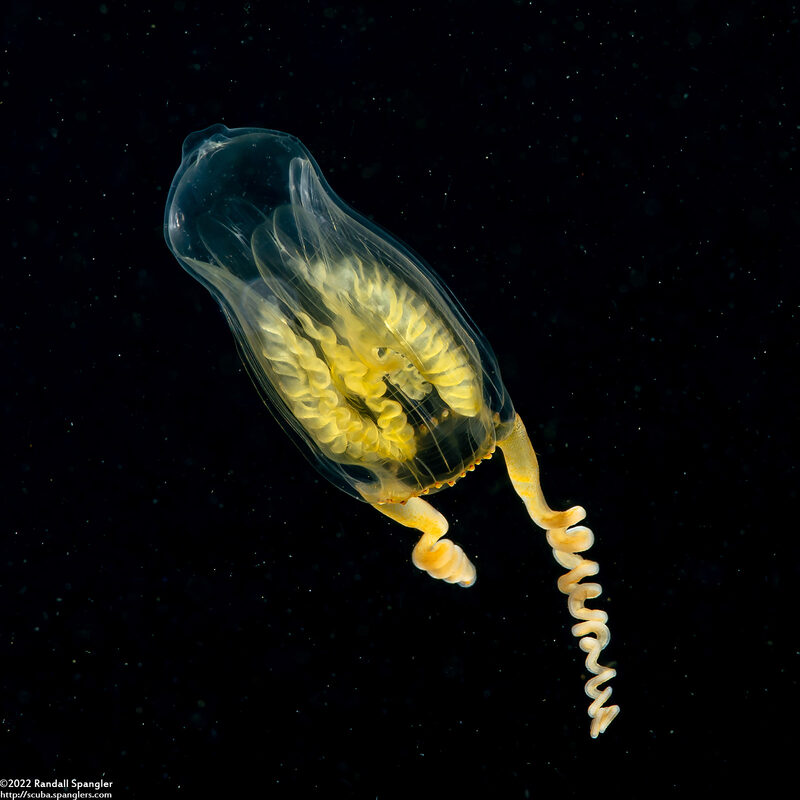 Amphinema turrida (Amphinema turrida)