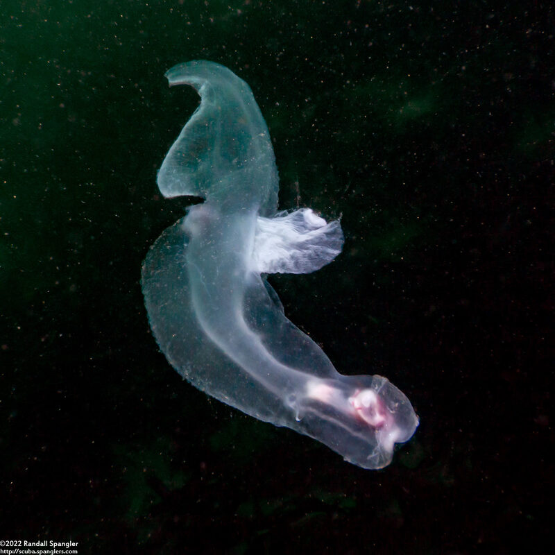 Carinaria japonica (Carinaria Japonica)