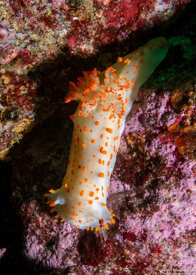 Triopha catalinae (Catalina Triopha)