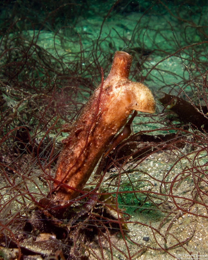 Styela montereyensis (Stalked Tunicate)