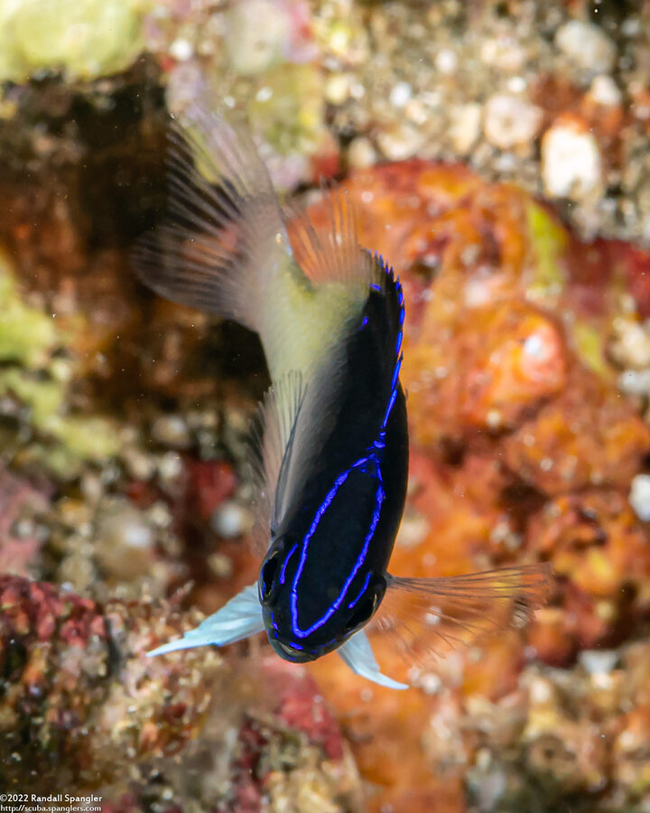 Chrysiptera rollandi (Rolland's Damsel)