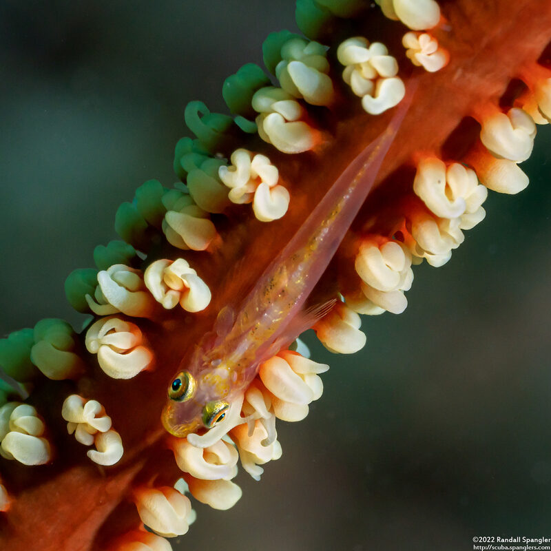 Bryaninops yongei (Wire Coral Goby)