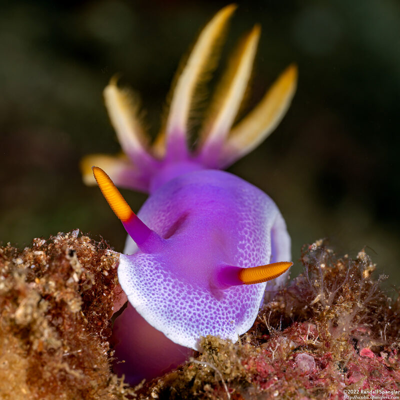 Hypselodoris apolegma (Robe Hem Hypselodoris)