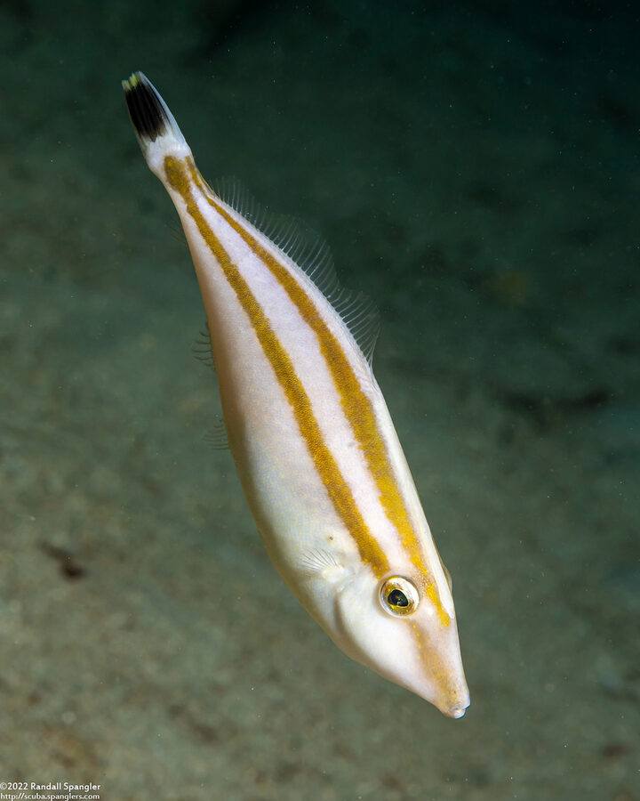 Pseudalutarius nasicornis (Rhino Filefish)