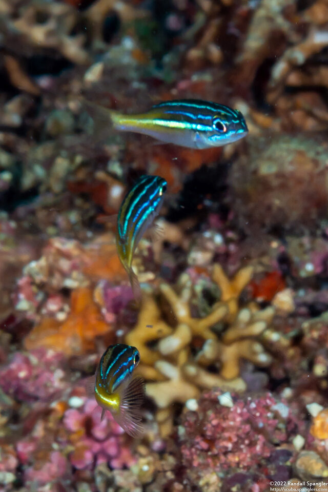 Scolopsis xenochrous (Pearl-Streaked Monocle Bream)