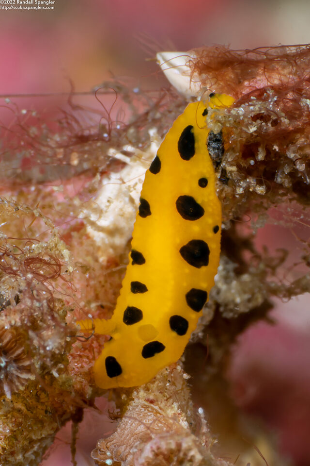 Phyllidia polkadotsa (Polka Dot Phyllidia)