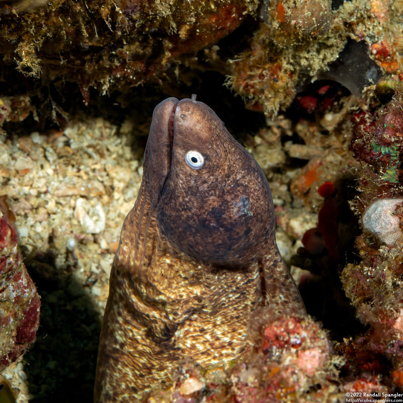 Gymnothorax thyrsoideus (White-Eyed Moray)