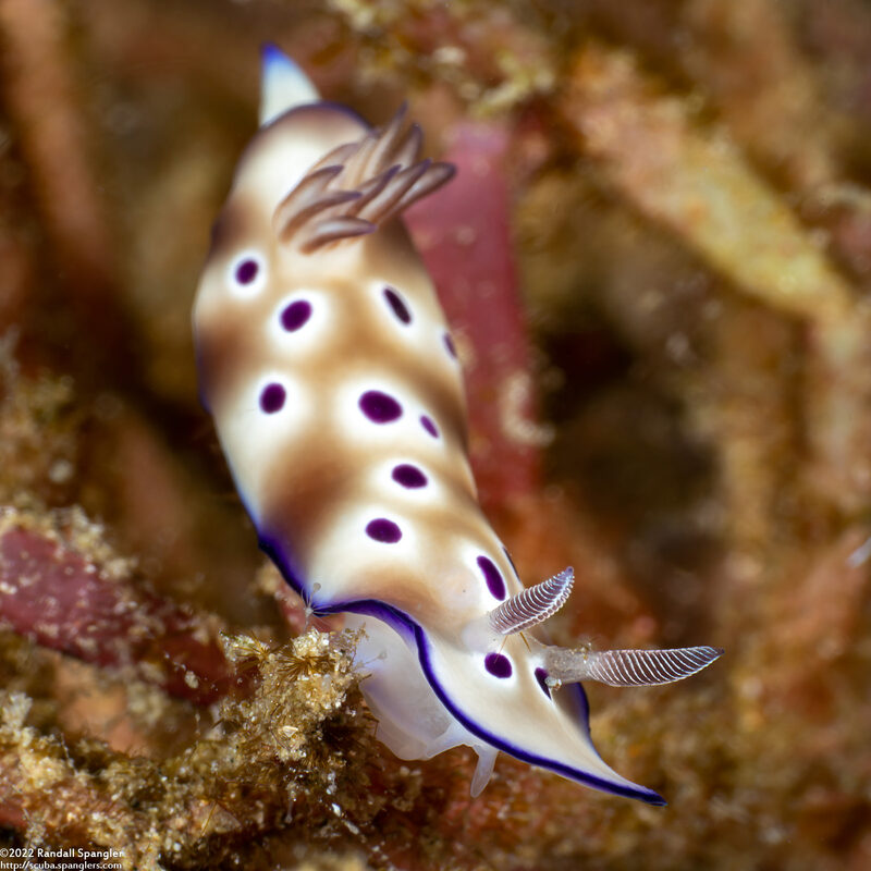 Hypselodoris tryoni (Tryon's Risbecia)