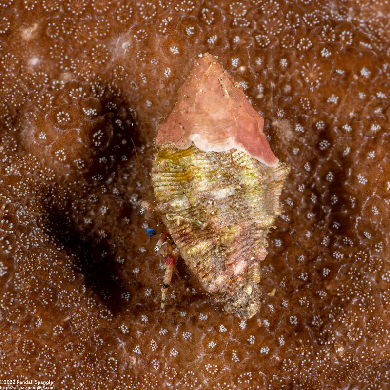 Calcinus pulcher (Beautiful Hermit Crab)