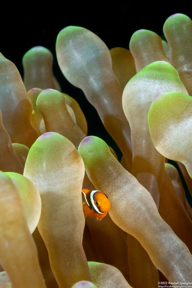 Amphiprion clarkii (Clark's Anemonefish)