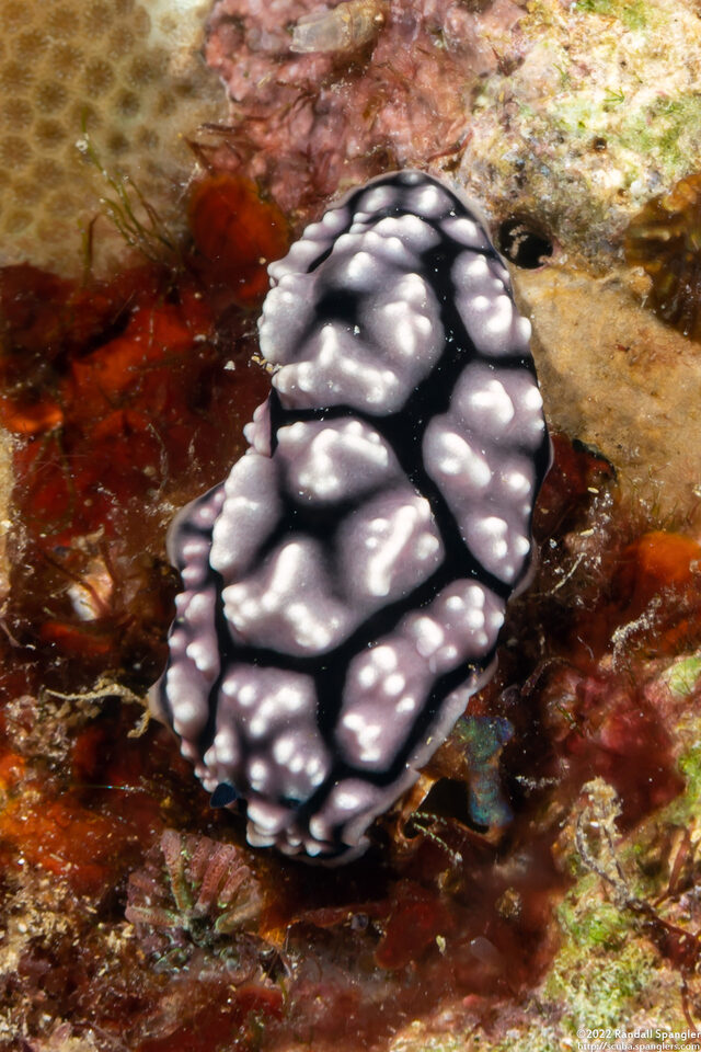 Phyllidiella cf. annulata (H-Mark Phyllidiella)