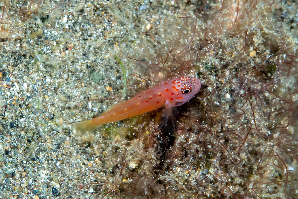 Trimma halonevum (Redspot Dwarfgoby)
