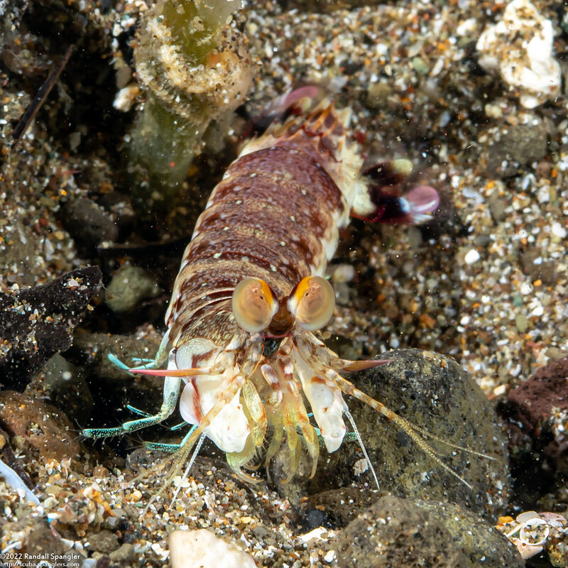 Odontodactylus latirostris (Pink-Eared Mantis)