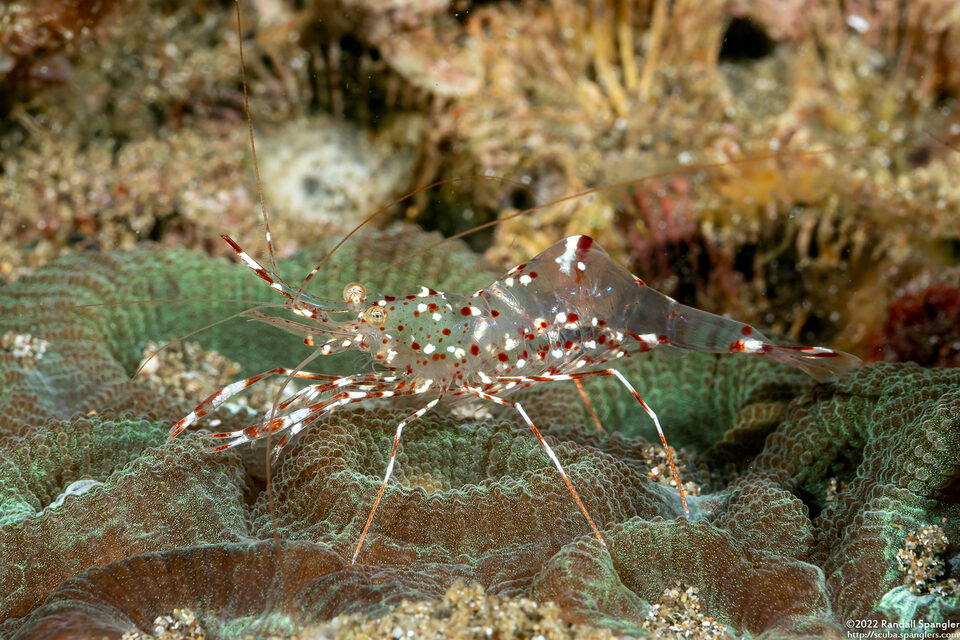 Urocaridella antonbruunii (Clear Cleaner Shrimp)