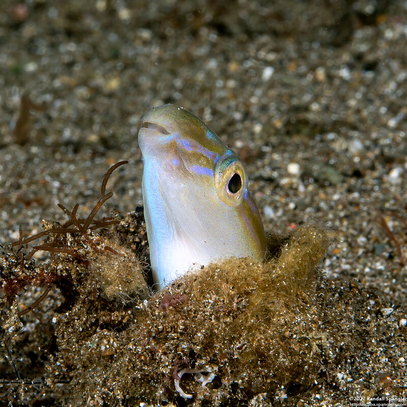 Xiphasia setifer (Snake Blenny)