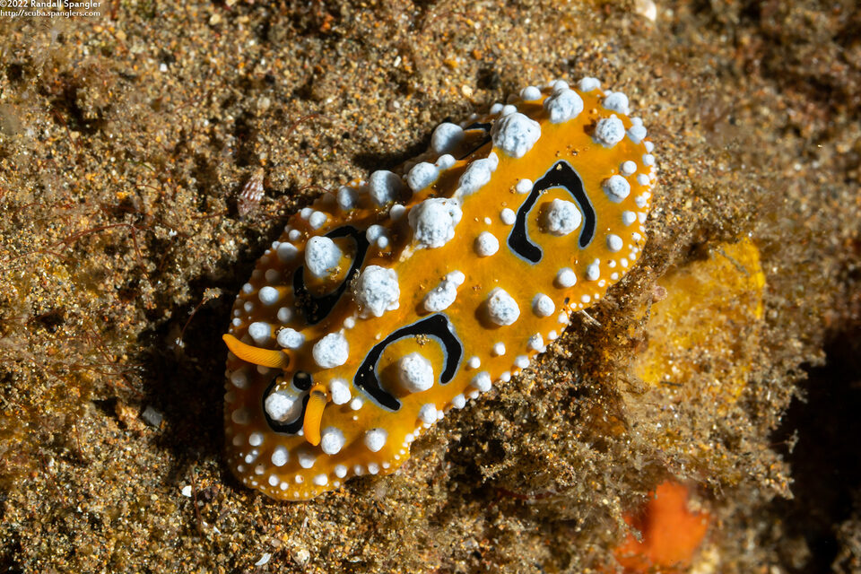 Phyllidia ocellata (Ocellated Phyllidia)