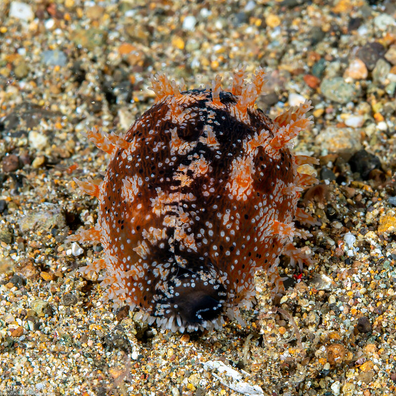 Erronea onyx (Onyx Cowry)