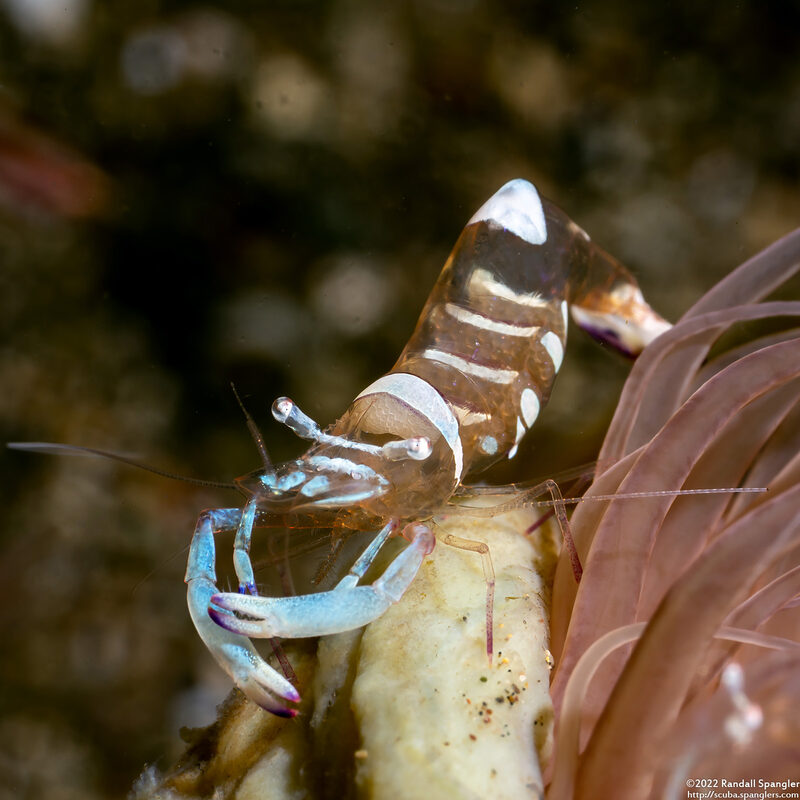 Ancylomenes magnificus (Magnificent Anemone Shrimp)