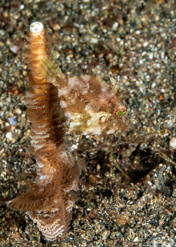 Paramonacanthus choirocephalus (Whiteblotch Filefish)
