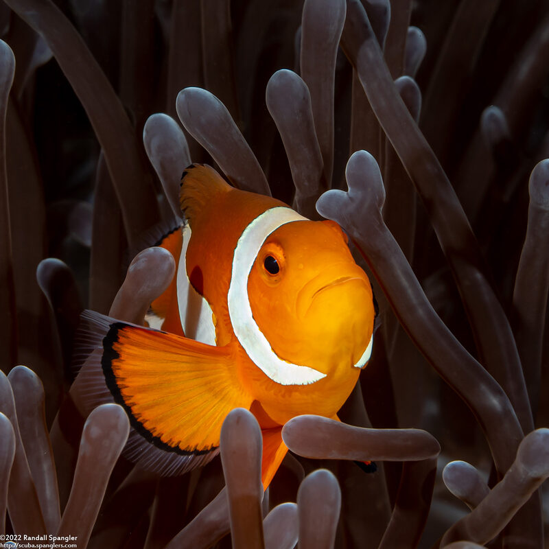 Amphiprion ocellaris (False Clown Anemonefish)