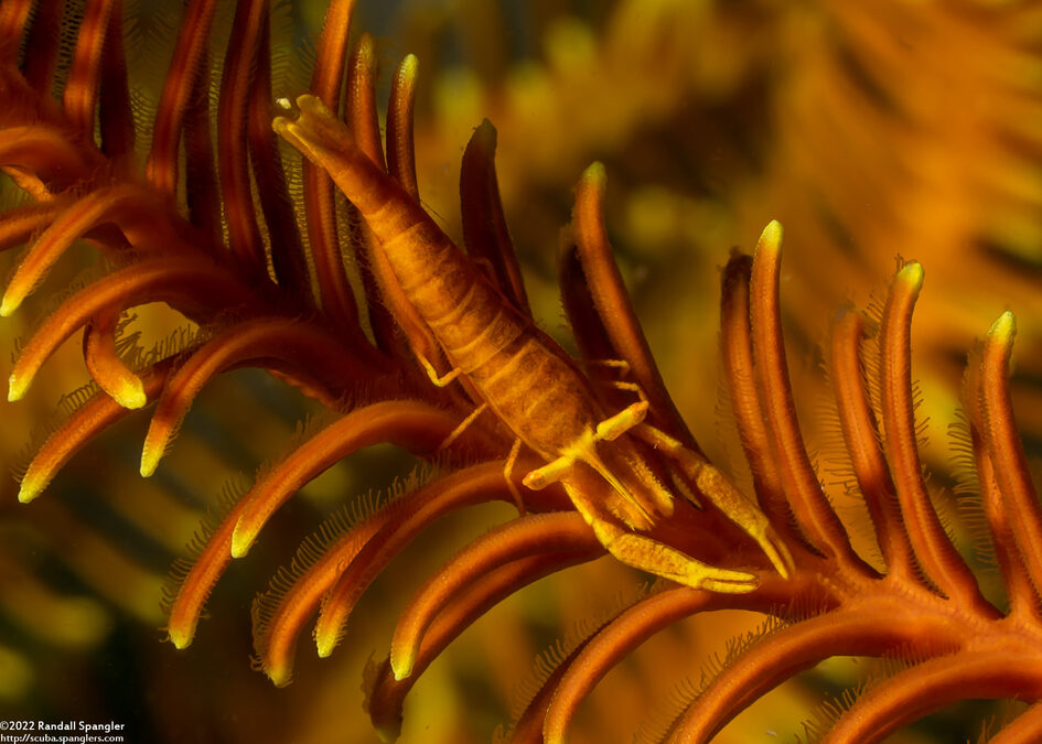 Laomenes sp.1 (Crinoid Shrimp)