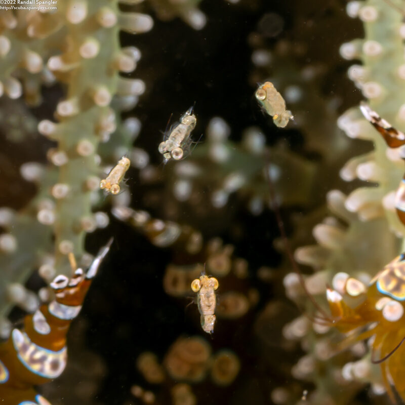 Idiomysis sp.1 (Hovering Opossum Shrimp)