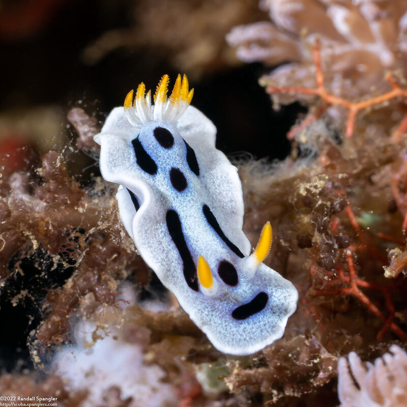 Chromodoris alcalai (Alcala’s Chromodoris)