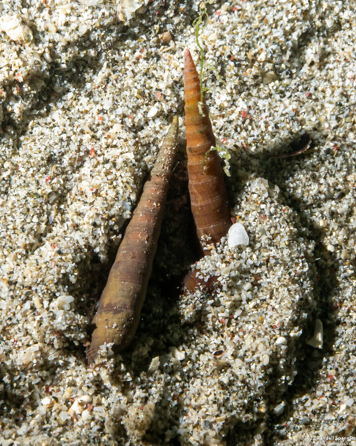 Terebra triseriata (Triseriate Auger)