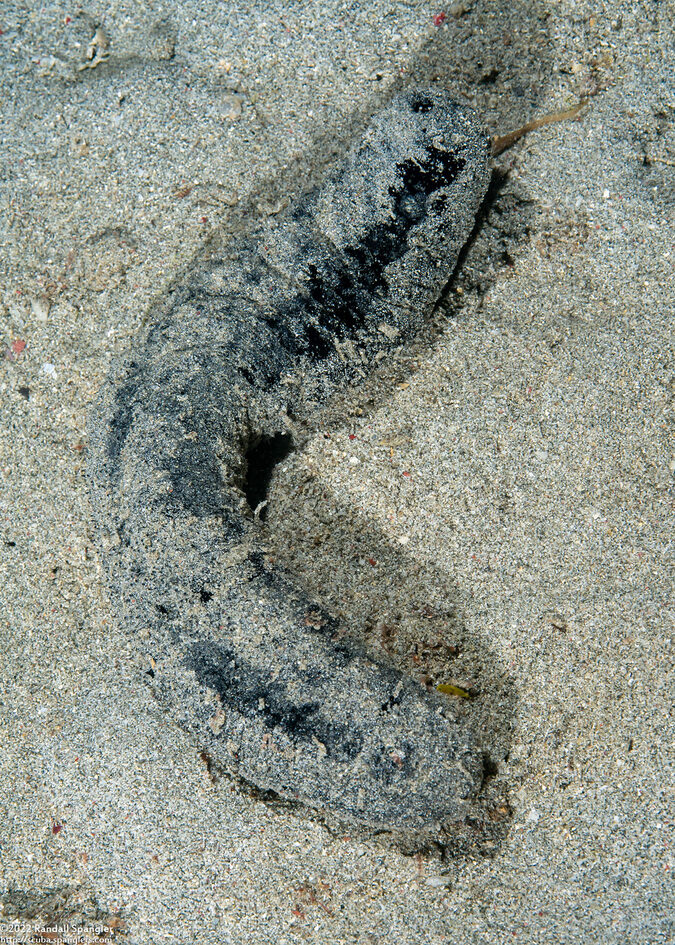 Holothuria atra (Black Sea Cucumber)