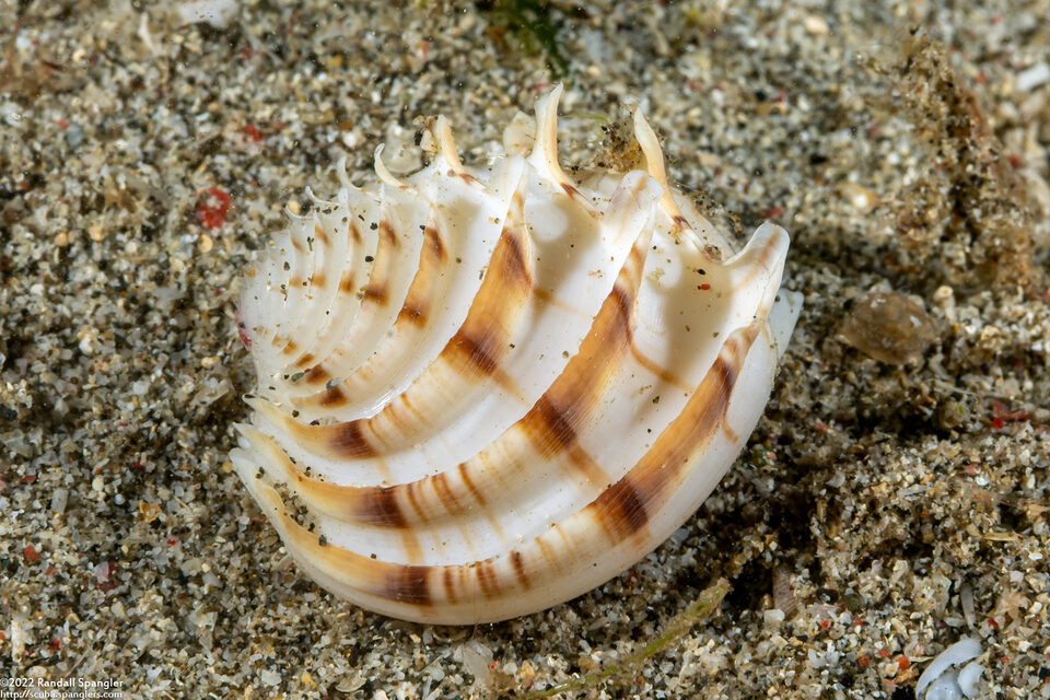 Placamen lamellatum (Lamellated Venus)