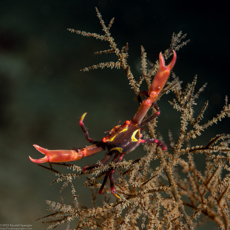 Quadrella maculosa (Black Coral Crab)