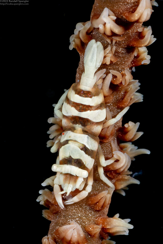 Pontonides ankeri (Barred Wire Coral Shrimp)