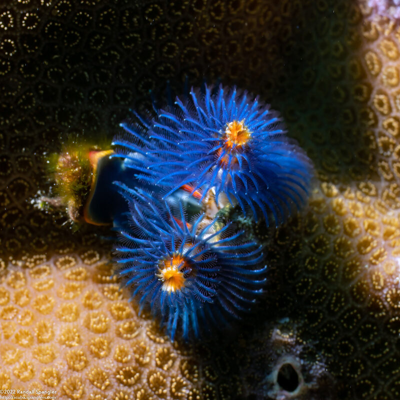 Spirobranchus sp.1 (Christmas Tree Worm)