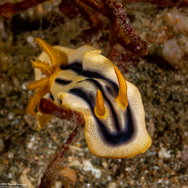 Chromodoris joshi (Pumpkin Chromodoris)